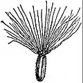 EB1911 Flower - fruit of Senecio vulgaris.jpg