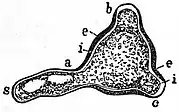 EB1911 Flower - germinating pollen-grain of Epilobium.jpg