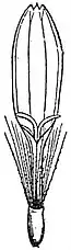 EB1911 Flower - ligulate flower of Senecio.jpg