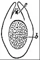 EB1911 Flower - ovule of Pinus sylvestris.jpg
