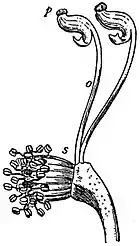 EB1911 Flower - part of Aconitum napellus flower.jpg