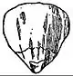 EB1911 Flower - petal of Ranunculus.jpg