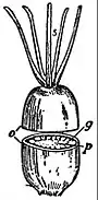EB1911 Flower - pistil of Cerastium hirsutum - horizontal section.jpg