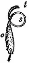 EB1911 Flower - pistil of Cytisus.jpg