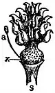 EB1911 Flower - pistil of Ranunculus.jpg