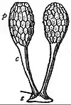 EB1911 Flower - pollen-masses.jpg
