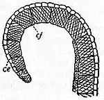 EB1911 Flower - portion of wall of anther of Cheiranthus.jpg