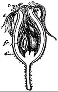EB1911 Flower - section of fruit of Rosa alba.jpg