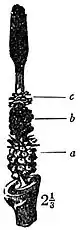 EB1911 Flower - spadix of Arum maculatum.jpg