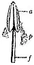 EB1911 Flower - stamen.jpg
