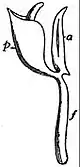 EB1911 Flower - stamen of Asclepias.jpg