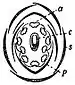 EB1911 Flower - sweet-pea flower diagram.jpg