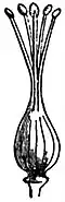 EB1911 Flower - syncarpous pistil of Linum.jpg