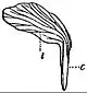 EB1911 Flower - unguiculate petal of Cheiranthus cheiri.jpg