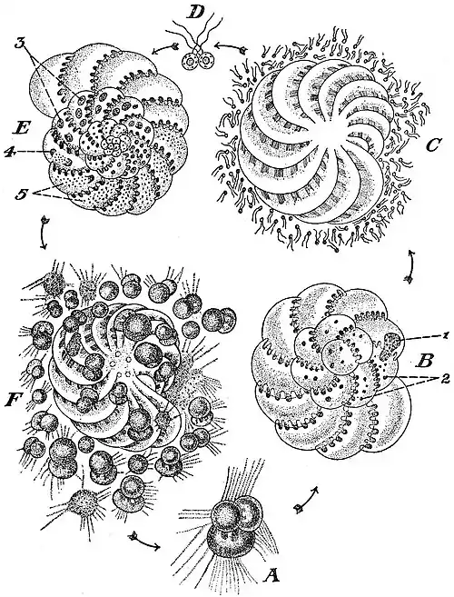 EB1911 Foraminifera - Life Cycle of Polystomella crispa.jpg