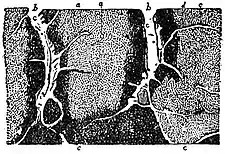EB1911 Foraminifera - Nummulites - Internal surface of wall.jpg