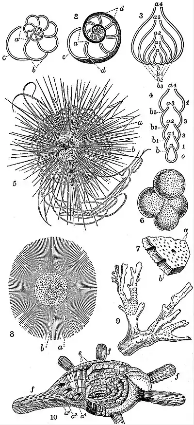 EB1911 Foraminifera - Perforata.jpg