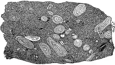 EB1911 Foraminifera - Section of Fusulina Limestone.jpg