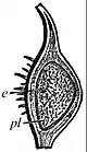 EB1911 Fruit - achene of Ranunculus arvensis in section.jpg