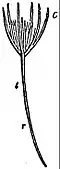 EB1911 Fruit - embryo of Pinus beginning to sprout.jpg