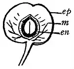 EB1911 Fruit - fruit of Prunus cerasus - section.jpg