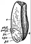 EB1911 Fruit - section of grain of wheat.jpg