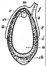 EB1911 Fruit - young anatropal seed of Nymphaea alba.jpg