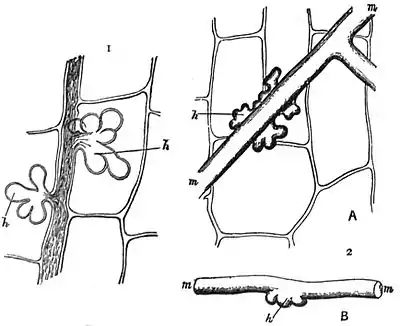 EB1911 Fungi - Peronospora parasitica and Erysiphe.jpg