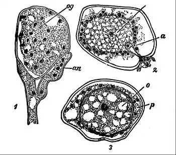 EB1911 Fungi - fertilization of the Peronosporeae.jpg