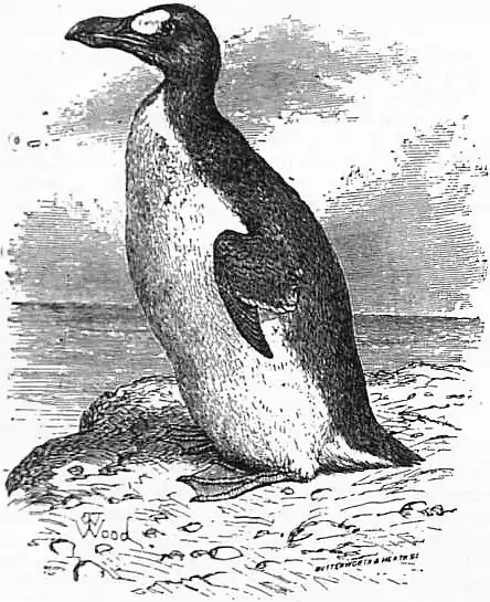 EB1911 Gare-fowl.jpg