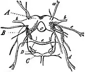 EB1911 Gastropoda - Central Nervous System of Fiona.jpg