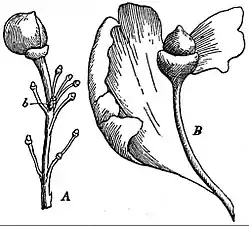 EB1911 Gymnosperms - Ginkgo - abnormal female flowers.jpg