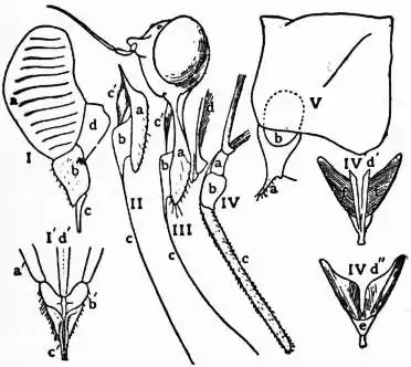 EB1911 Hemiptera - Fig. 2—Head and Prothorax of Cicad, parts separated.jpg