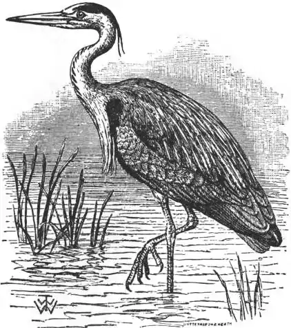 EB1911 Heron.jpg
