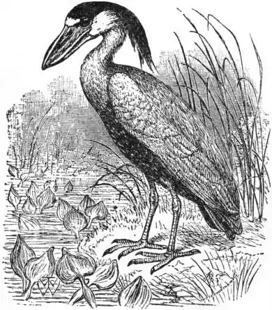 EB1911 Heron - Boatbill.jpg