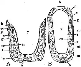 EB1911 Hexapoda - Abdomen of German Cockroach Embryo.jpg