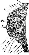 EB1911 Hydromedusae - Ocellus of Lizzia koellikeri.jpg