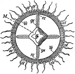 EB1911 Hydromedusae - Oral Surface of one of the Leptomedusae.jpg
