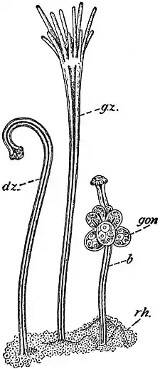 EB1911 Hydromedusae - Polyps from a Colony of Hydractinia.jpg