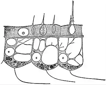 EB1911 Hydromedusae - Portion of the body-wall of Hydra.jpg