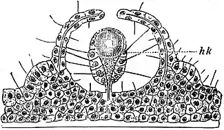 EB1911 Hydromedusae - Simple tentaculocyst of Rhopalonema velatum.jpg