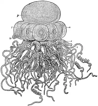 EB1911 Hydromedusae - Stephalia corona - a young colony.jpg