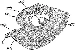 EB1911 Hydromedusae - statocyst of Geryonia (Carmarina hastata).jpg