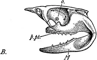 EB1911 Ichthyology - Chondrocranium etc. of Notidanus cinereus.jpg