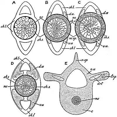 EB1911 Ichthyology - Morphology of the vertebral column.jpg