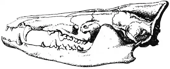 EB1911 Insectivora — Fig. 9.—Skull of the Tenrec (Centeles ecaudatus).jpg