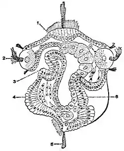 EB1911 Larval Forms - Larva of the Gastropod Patella.jpg
