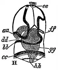 EB1911 Larval Forms - Tornaria Larva of an Enteropneust.jpg
