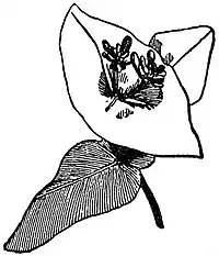 EB1911 Leaf - Connate leaves of Lonicera Caprifolium.jpg