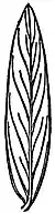 EB1911 Leaf - Lanceolate leaf of a species of Senna.jpg